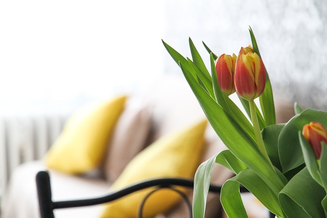tulipány, sedačka, žluté polštáře